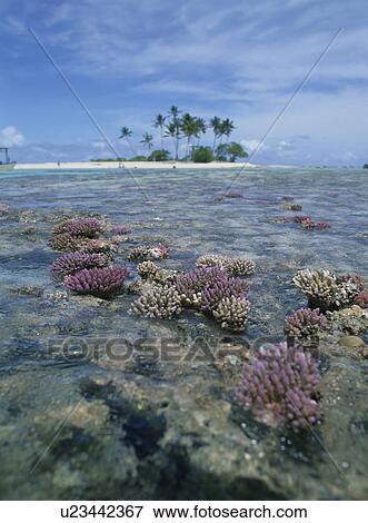Stock Photo - The Coral Reef Of Ebb Tide. Fotosearch