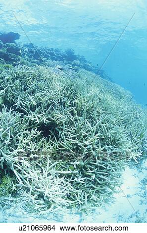 Picture - The Coral Reef Which Basks In Sunlight. Fotosearch