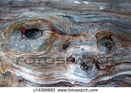 Stock Image - The look of a face in wood. Fotosearch