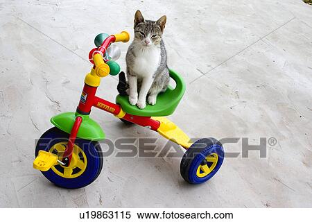 Stock Photography - Cat sitting on plastic multicolored tricycle. Zawady Central Poland. Fotosearch