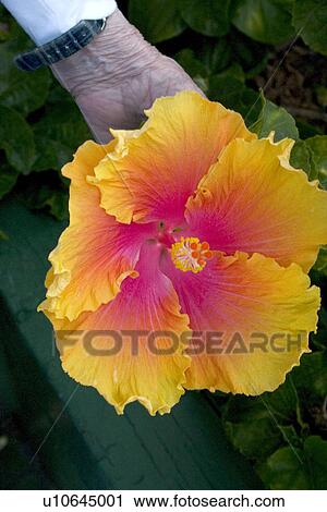 Stock Image - Hibiscus in bloom. Fotosearch