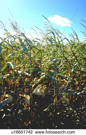 Field of corn blowing in the wind against a blue sky View Large Photo Image Stock Image - Field of corn blowing in the wind against a blue sky. Fotosearch