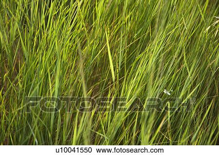 Stock Image - Close-up of grass growing in Tuscany, Italy. . Fotosearch