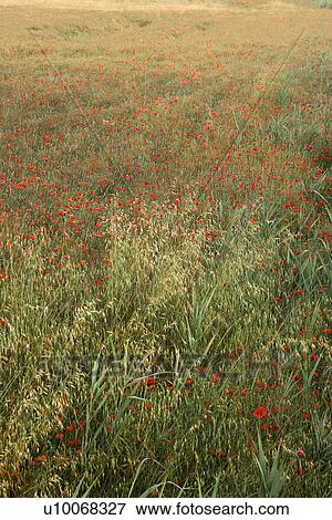 Field of poppies growing in Tuscany, Italy. View Large Photo Image Stock Photo - Field of poppies growing in Tuscany, Italy. . Fotosearch