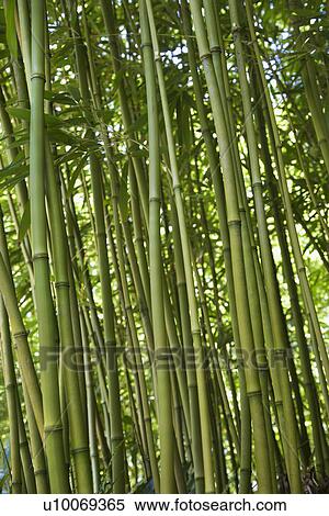 Green bamboo forest in Maui, Hawaii, USA View Large Photo Image Stock Photography - Green bamboo forest in Maui, Hawaii, USA. Fotosearch