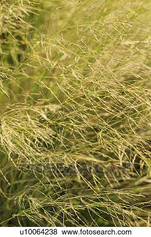 Long grass View Large Photo Image Stock Photo - Long grass. Fotosearch