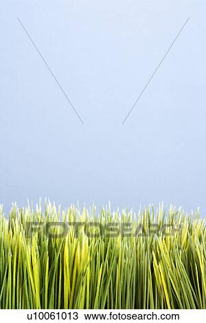 Stock Image - Strip of artificial green grass against blue background.. Fotosearch