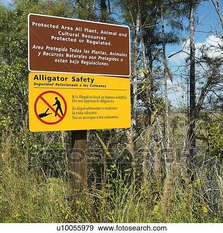 Stock Photo - Alligator safety sign in Everglades National Park, Florida, USA.. Fotosearch