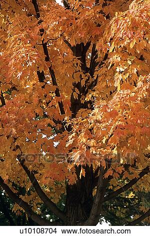 Autumn Leaves View Large Photo Image Picture - Autumn Leaves. Fotosearch