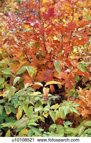 Stock Image - Autumn Leaves. Fotosearch