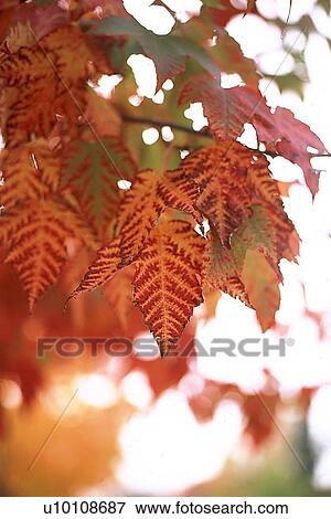 Stock Photo - Autumn Leaves. Fotosearch