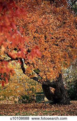 Autumn Leaves View Large Photo Image Stock Photo - Autumn Leaves. Fotosearch