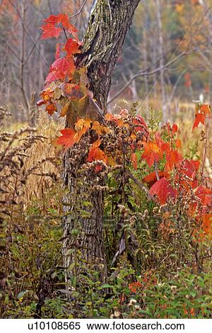 Autumn Leaves View Large Photo Image Stock Photography - Autumn Leaves. Fotosearch