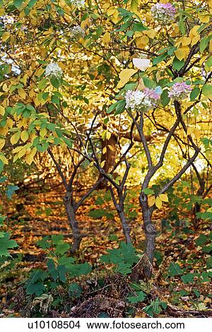 Picture - Autumn Scene. Fotosearch