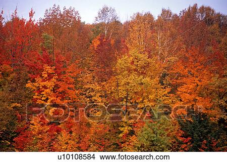 Picture - Autumn Scene. Fotosearch