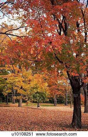 Stock Image - Autumn Scene. Fotosearch