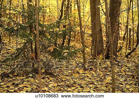 Autumn Scene View Large Photo Image Stock Image - Autumn Scene. Fotosearch