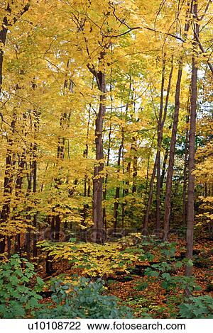 Autumn Scene View Large Photo Image Stock Image - Autumn Scene. Fotosearch