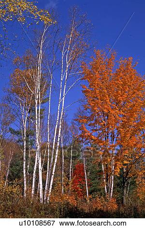 Stock Photo - Autumn Scene. Fotosearch