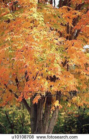 Stock Photo - Autumn Scene. Fotosearch