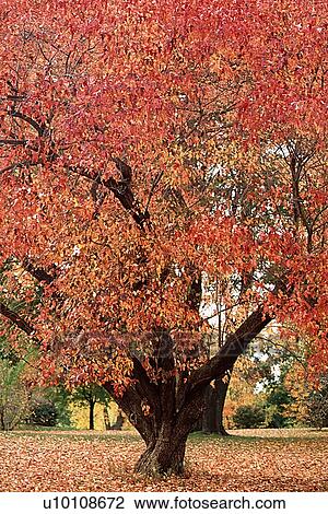 Autumn Tree View Large Photo Image Stock Image - Autumn Tree. Fotosearch