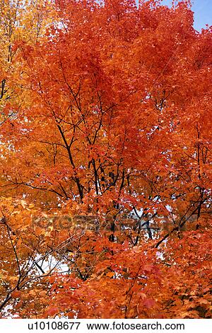 Stock Photo - Autumn Tree. Fotosearch