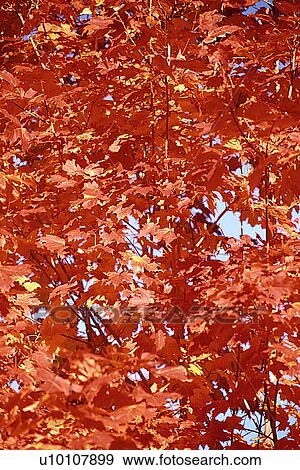 Stock Photo - Bright Leaves in Fall. Fotosearch