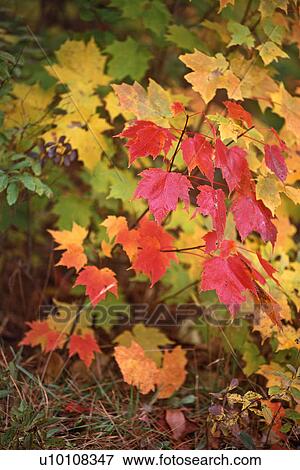 Stock Photo - Bright Leaves. Fotosearch