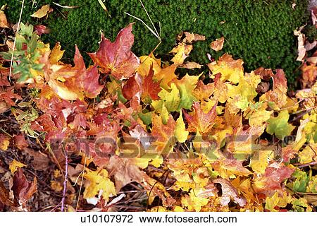 Brightly Colored Leaves View Large Photo Image Stock Image - Brightly Colored Leaves. Fotosearch