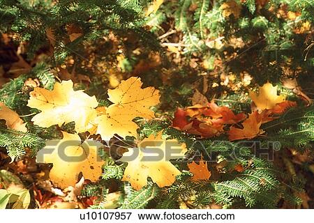 Stock Photo - Brightly Colored Leaves. Fotosearch