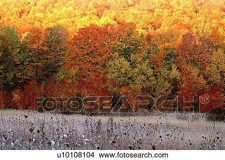 Picture - Early morning frost. Fotosearch