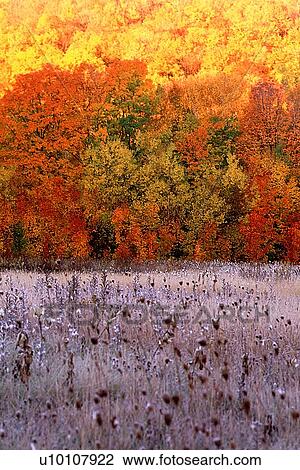 Stock Image - Early morning frost. Fotosearch