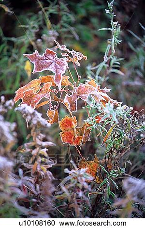 Stock Image - Early morning frost. Fotosearch