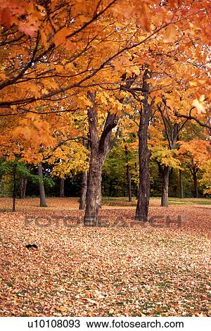 Stock Image - Fall Scene. Fotosearch