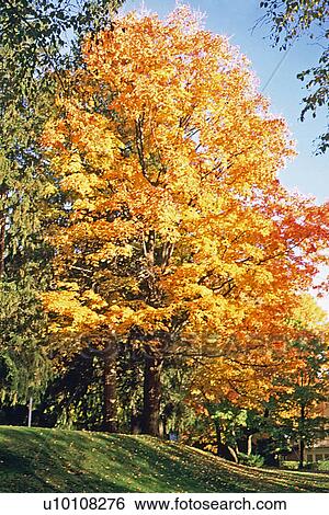 Stock Photograph - Fall Scene. Fotosearch