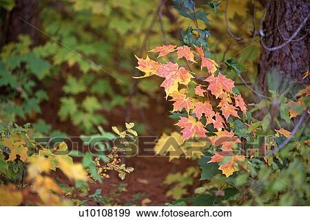 Leaves in Fall View Large Photo Image Stock Photo - Leaves in Fall. Fotosearch