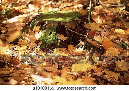 Stock Photography - Leaves in Fall. Fotosearch