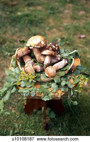 Stock Photo - Mushrooms. Fotosearch