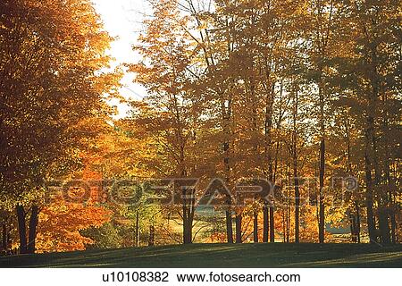 Park in Autumn View Large Photo Image Stock Image - Park in Autumn. Fotosearch