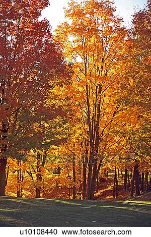 Stock Image - Park in Fall. Fotosearch