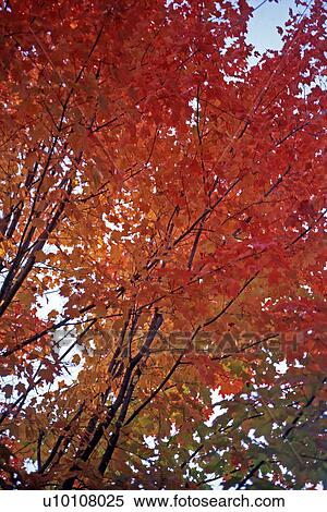 Stock Photography - Red Autumn Leaves. Fotosearch