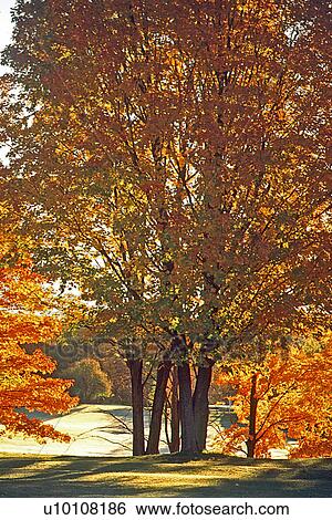 Rockcliffe Park in Fall View Large Photo Image Stock Photograph - Rockcliffe Park in Fall. Fotosearch