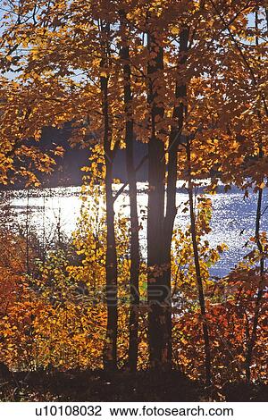 Tree in Autumn View Large Photo Image Stock Image - Tree in Autumn. Fotosearch