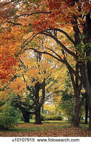 Trees in Autumn View Large Photo Image Stock Photography - Trees in Autumn. Fotosearch