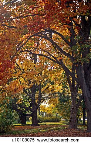 Stock Photography - Trees in Fall. Fotosearch