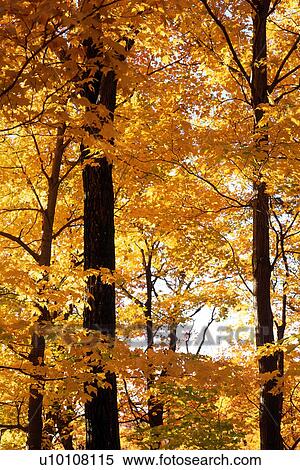 Trees in Fall View Large Photo Image Stock Photography - Trees in Fall. Fotosearch
