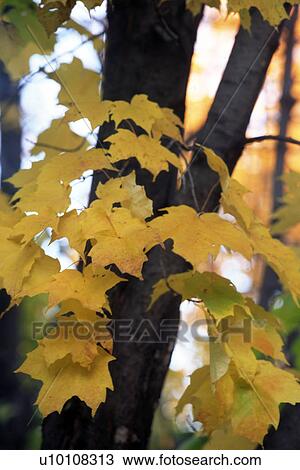 Stock Image - Yellow Leaves in Fall. Fotosearch