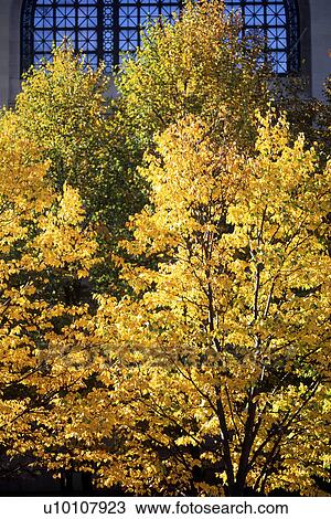 Yellow Trees in Autumn View Large Photo Image Stock Image - Yellow Trees in Autumn. Fotosearch