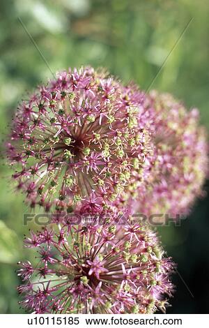 Stock Photography - Allium. Fotosearch