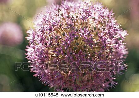 Stock Photography - Allium. Fotosearch